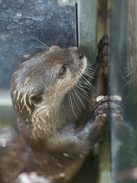 Otter playing with a stone against the window by Tambako the Jaguar on Flickr.