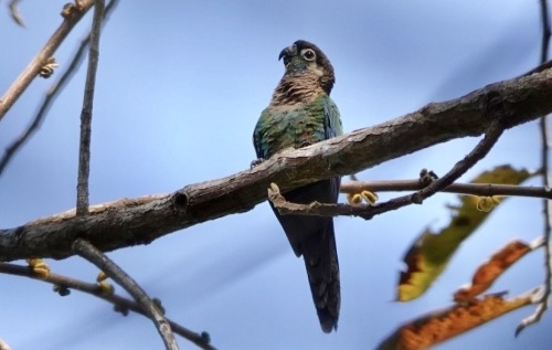 The Pearly Parakeet, Also Known In Aviculture As The Pearly Conure, Is A Small Parrot Endemic To North-central