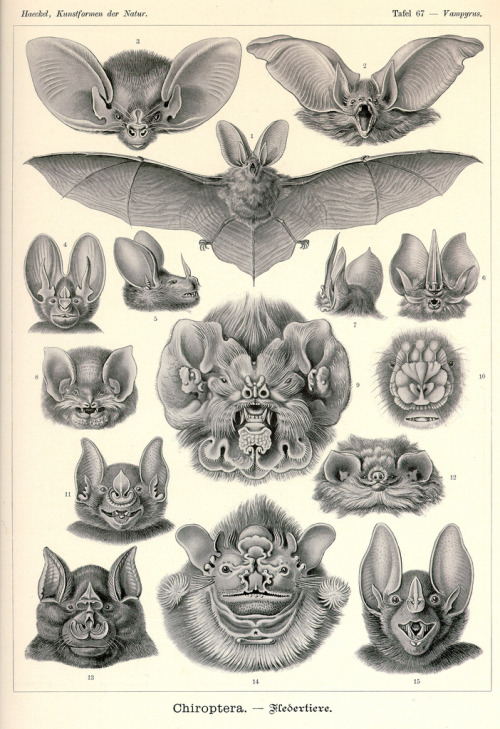 theolduvaigorge:wolfgirlskye:Ernst Haeckel pieces.Purchase for the history or the illustrations?