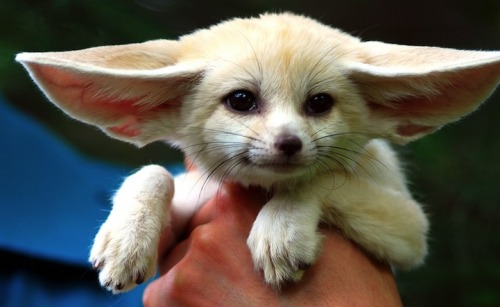 phototoartguy:The Fennec Fox is the Most Adorable Animal in the WorldIn Cherl Kim on Flickr