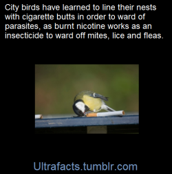 ultrafacts:  Stuffing cigarette butts into the lining of nests may seem unwholesome. But a team of ecologists says that far from being unnatural, the use of smoked cigarettes by city birds may be an urban variation of an ancient adaptation. Birds have