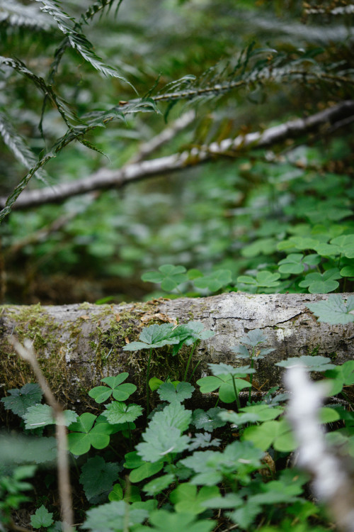 On the forest floor