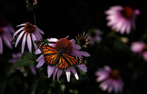Papillon sur equinace by Andre Villeneuve Camera: Canon EOS 5D Mark II