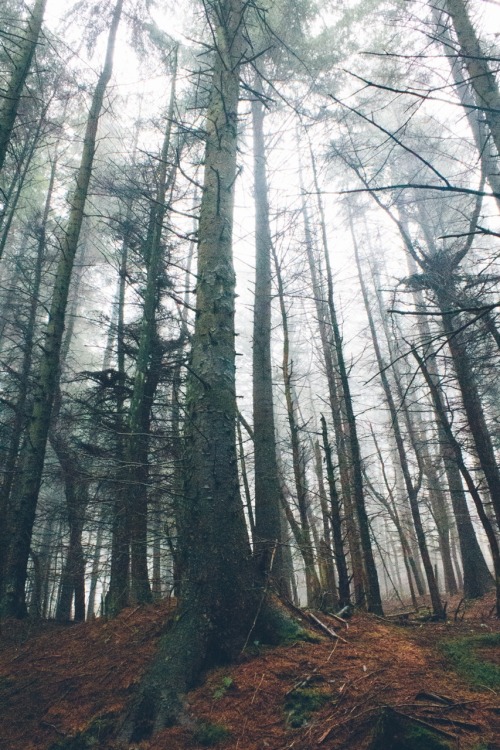 dpcphotography:Into the woods ☁️🍂