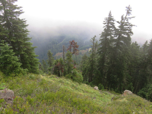 90377: Buck Peak Trail by yunckette