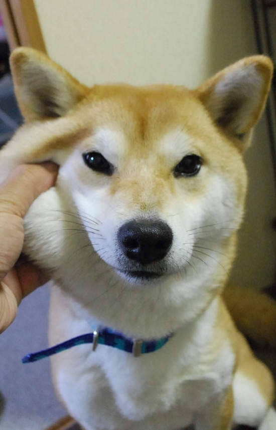 cute-overload:  shiba inu - pinched facehttp://cute-overload.tumblr.com source: http://imgur.com/r/aww/yYfmhXM