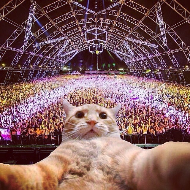 syncharder:  lmfao best #selfie yet…. 