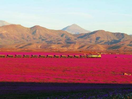 The Atacama desert bloomsEl Nino events are characterised by dry weather in Australia and India, and