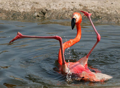 pardonmewhileipanic:  accidnet: single and ready 2 flamingle   i like to think about this photo of a flamingo whenever i get sad thinking about Pinky the flamingo 
