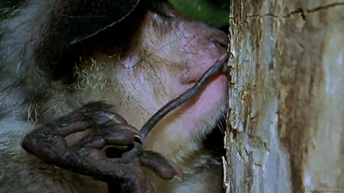 biomorphosis:  Aye-aye is one of the strangest looking primates. They can only be