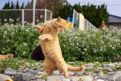 mymodernmet:Perfectly-Timed Photos Transform Ordinary Felines into Agile Ninja Cats