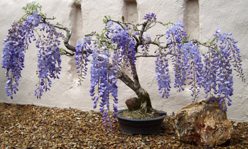 asylum-art:Wisteria bonsai proves big beauty comes in small packages-DDN JapanAs you probably alread