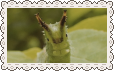 green caterpillar stamp