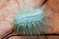 coolthingoftheday:  1. Spun glass caterpillar2.