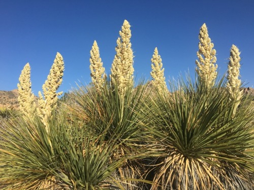 Crown, Joshua Tree, CA, 2017