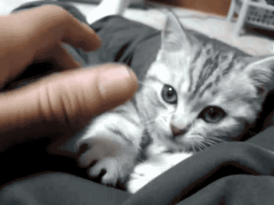 a-dope-vandals-dream:  ragewang:  uncomfortableconfusion:  The cutest kitten gifs ever on tumblr  do not do this to my frail and mortal being  Number 4 just brought me such intense happiness 