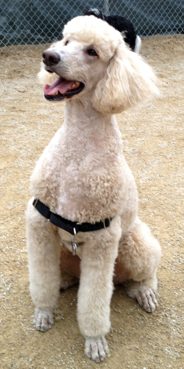 Rufus the (just groomed) poodle at the Washington Square Park Dog Run.