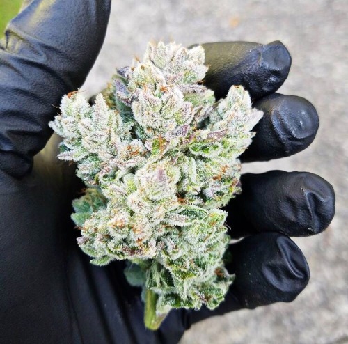 cannakolby: A natural light shot of GG4 ☀️