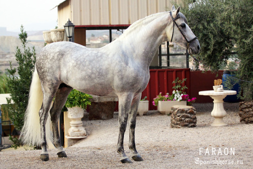 scarlettjane22: FARAON CIV spanishhorse.ru/