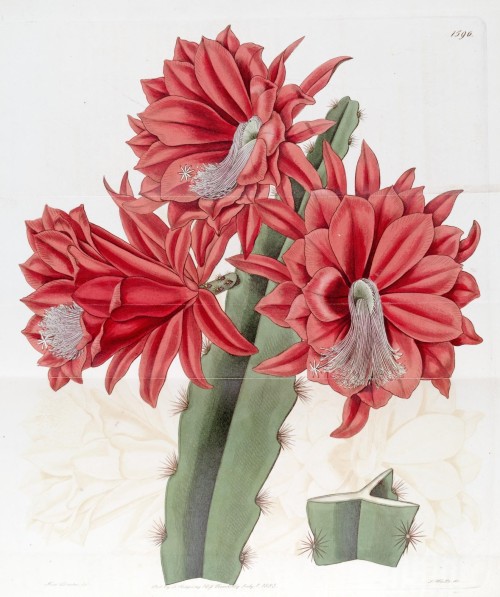histsciart: Sun Cactus Heliocereus speciosus. SciArt by Sarah Ann Drake for Edwards’