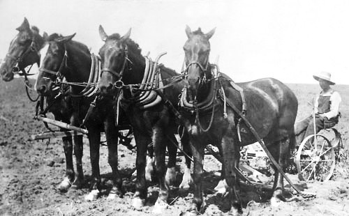 hobohank: droopy7: peerintothepast: The working horse Respect Yes. Respect. Two very hard existences