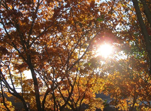 My neighbour&rsquo;s Japanese maple last evening and this morning.