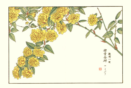 japanese-plants:Japanese kerria by Shoseki Kose (1843-1919), included in Shichijuni Ko Meika Gajo (I