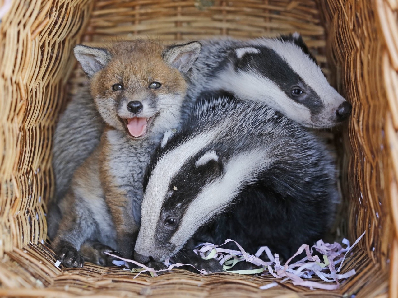 everythingfox: “Phoebe with her friends Betty and Bella”  Taken from /r/foxes