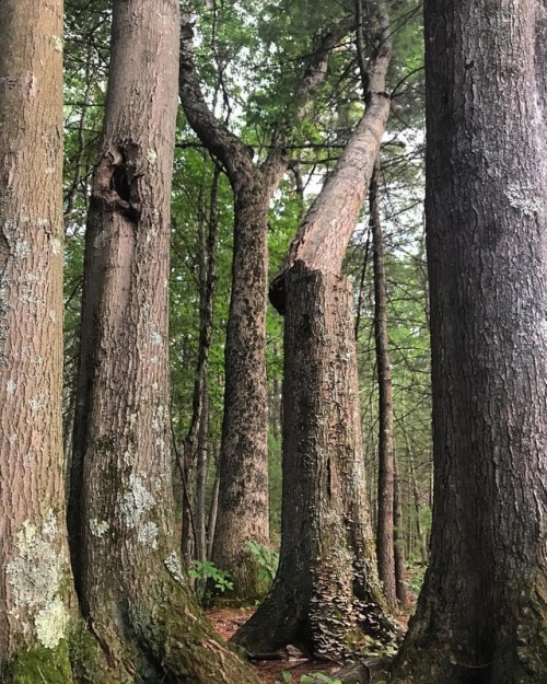 balance #tree #broken #quebrado #woods #nature