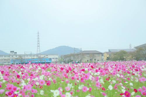 電車と秋桜 CANON EOS 5D Mark III EF24-70L IS U #Canon#滋賀#花 #写真撮ってる人と繋がりたい#写真好きな人と繋がりたい #女子カメラ #カメラ女子 #flo