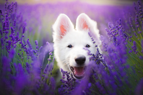 boredpanda:I Brought Our Dogs To The Lavender Gardens To Capture Their Pure Joy