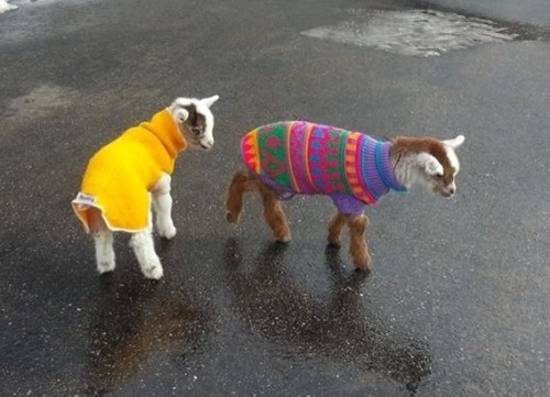 iconicgloryy:  My aunts neighbor has baby goats and he put the cutest little sweaters on them ever and all I want to do is cuddle with them forever and ever okay? 