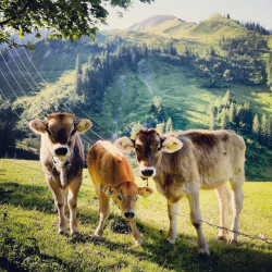 agirlnamedally:  agirlnamedboy:   the squad  COWS ARE TOO CUTE TO HANDLE  THEY REALLY ARE
