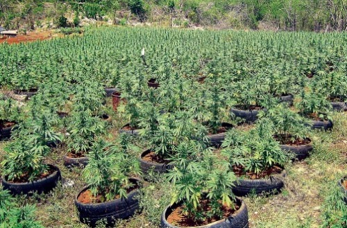 cannagrower:  Is this the best way to recycle car tires?
