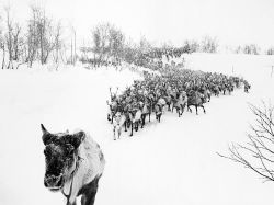 Santa’s labour pool (reindeer herd in Murmansk,