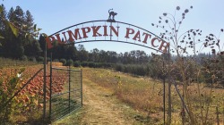 halloween-spirits:Pumpkin patch🎃