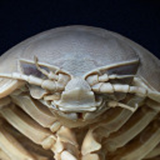 bisopod:might seem like a harmless quirk but once you start typing in exclusively lowercase you can never capitalize anything again outside the designated midsentence Gay Emphasis Zones or anyone following you for longer than a week will think you’re
