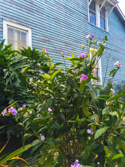 The Mysterious House in Carrollton. New Orleans, Louisiana. 2016.・For optimal photo quality, view th