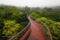 mymodernmet:  Aerial Walkway in Cape Town Allows Visitors to Take a Surreal Stroll Above the Trees