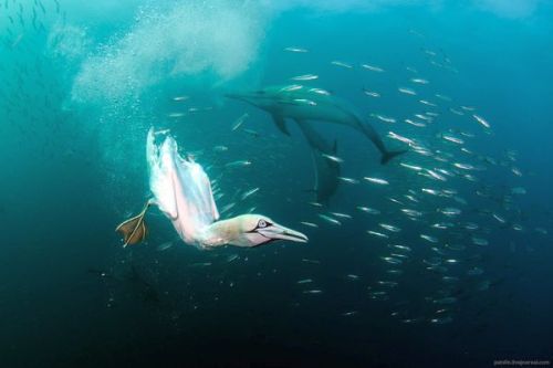 odditiesoflife:Amazing Dive Bombing BirdsOff the coast of South Africa, Cape Gannets spot their targ