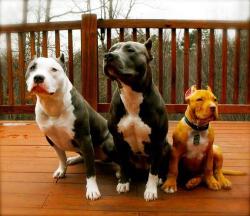 pitbulls & tattoos