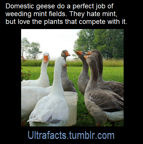 ultrafacts: Source: [x] Follow @ultrafacts for more facts! 