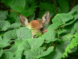  Curious Fawn 