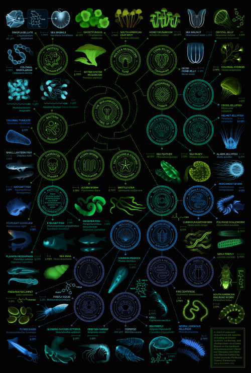 designinbiology: A visual compendium of bioluminescent creatures by Eleanor Lutz brought to you by G