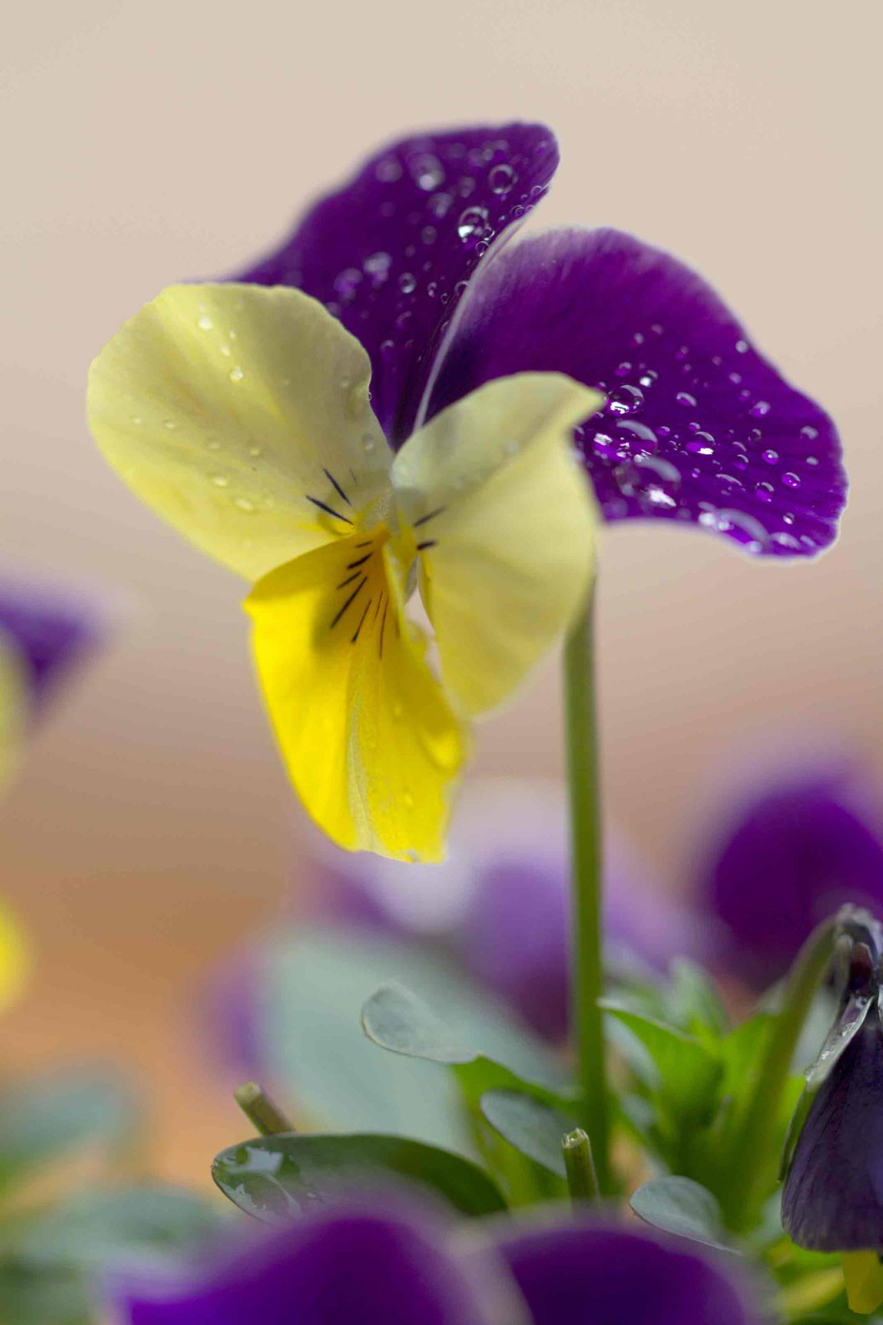 gyclli:  lluvia…  by Rosa María Fresno 