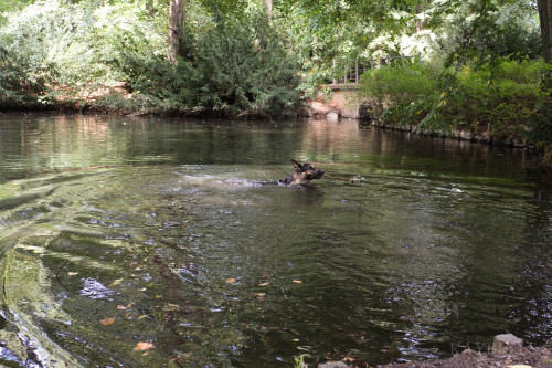 swimming in Tierpark, Berlin!