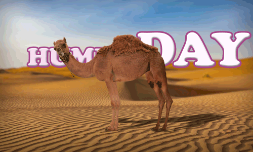 Matt DeLauter Animation — Wednesdays are better with dancing camels
