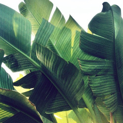 ccudibu:  palm leaves 🌴 on We Heart It.