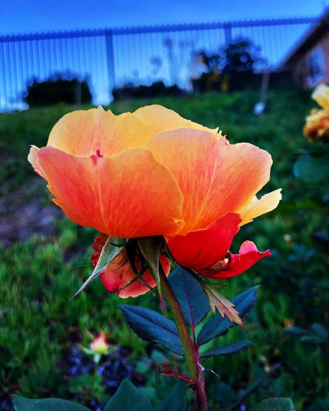 Winter rose 🌹  (at The Othman Event Center) https://www.instagram.com/p/BsAH8ckAJDt/?utm_source=ig_tumblr_share&amp;igshid=8r94osjd8c3m