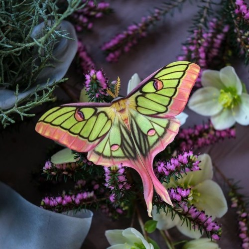 Graellsia Isabellae, The Spanish Moon Moth, Is In The Silkmoth Family Saturniidae. It Is The Only Species